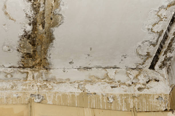 Best Water damage restoration mold remediation  in , RI