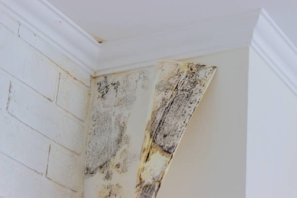 Best Water damage restoration experts  in , RI